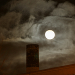 Plants: image 3 0f 4 thumb